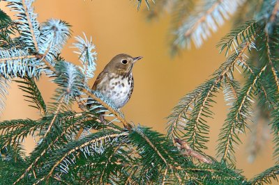 Hermit Thrush (Durham, NC)