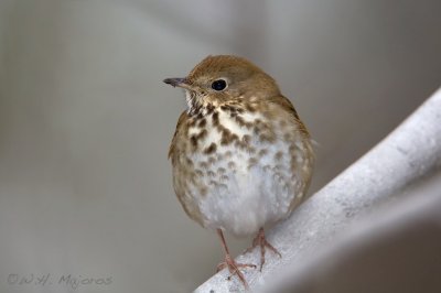 Hermit Thrush (Durham, NC)