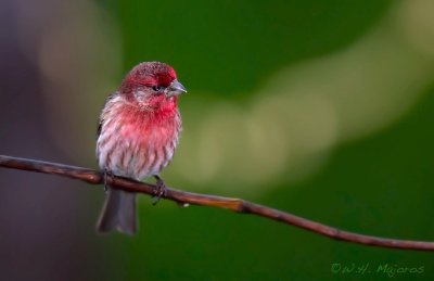 House Finch