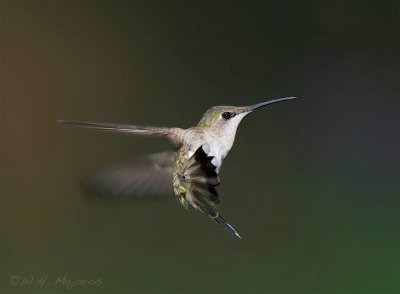 Ruby-throated Hummingbird