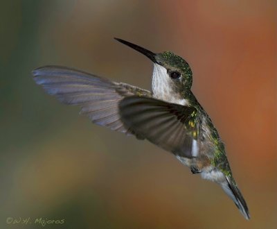 Ruby-throated Hummingbird