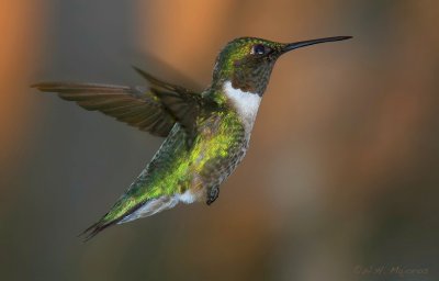 Ruby-throated Hummingbird