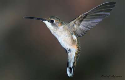 Ruby-throated Hummingbird