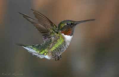 Ruby-throated Hummingbird