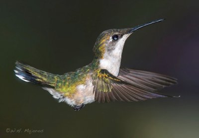 Ruby-throated Hummingbird