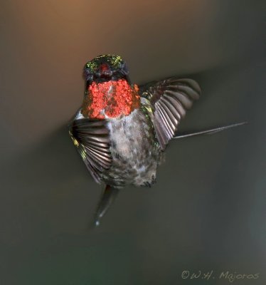 Ruby-throated Hummingbird