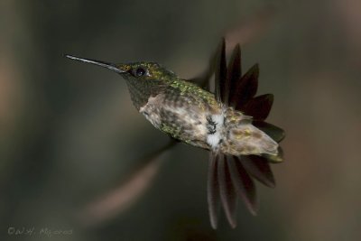 Ruby-throated Hummingbird