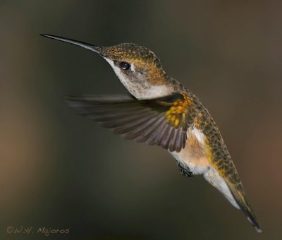 Ruby-throated Hummingbird