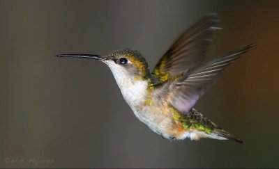 Ruby-throated Hummingbird