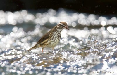 Louisiana Waterthrush