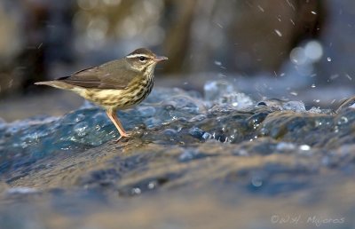 Louisiana Waterthrush