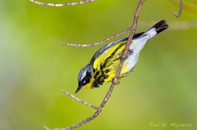 Magnolia Warbler