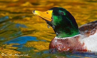 Mallard