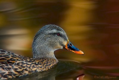 Mallard