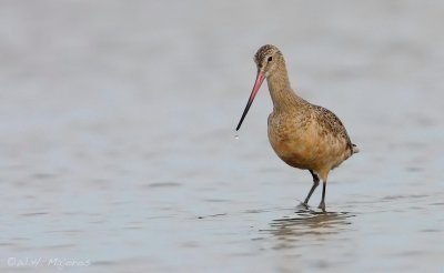 Marbled Godwit