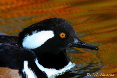 merganser