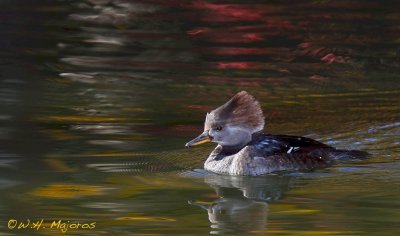 merganser