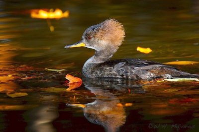 merganser