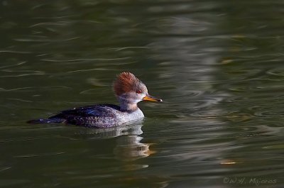 merganser