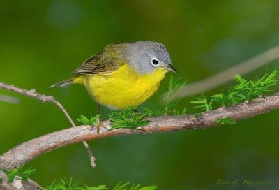 Nashville Warbler