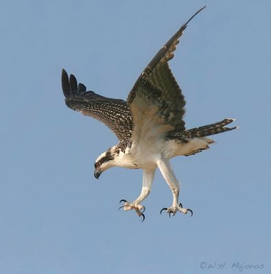 Osprey chick learning to fly