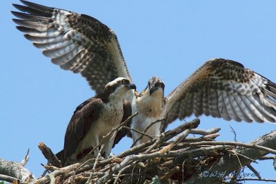 Osprey chick learning to fly