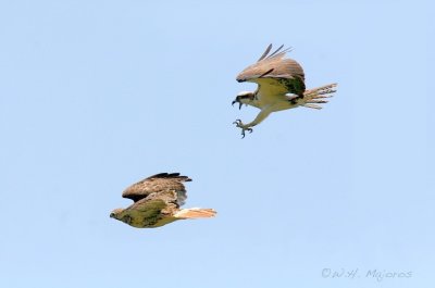 Osprey attacking red-tailed hawk