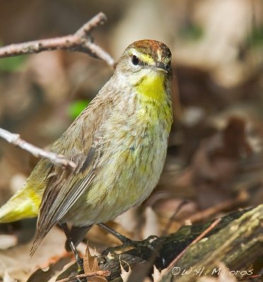 Palm Warbler