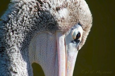 Brown Pelican