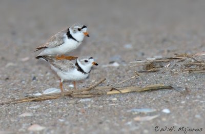 endangered Piping Plovers mating
