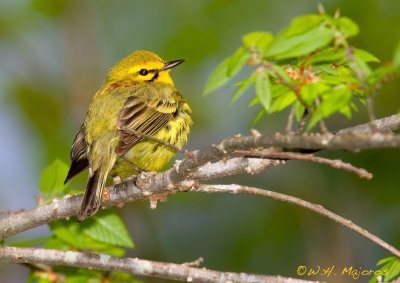 Prairie Warbler