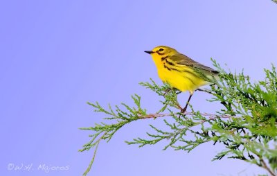 Prairie Warbler