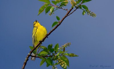 Prairie Warbler