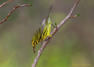 Prairie Warbler