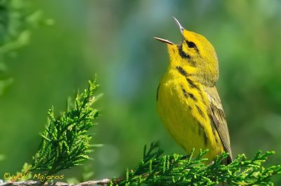 Prairie Warbler