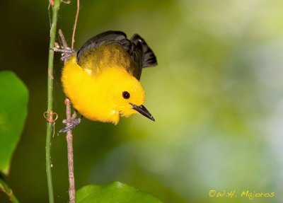 Prothonotary Warbler