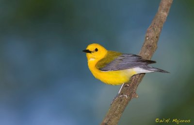 Prothonotary Warbler