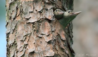 Red-bellied Woodpecker chicks