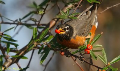 American Robin