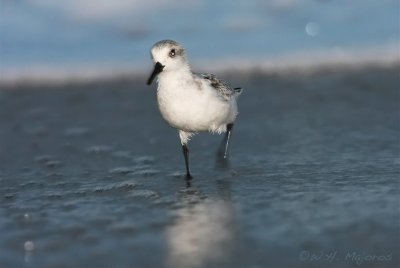 Sanderling