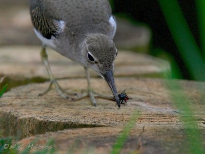 sandpiper catching fly