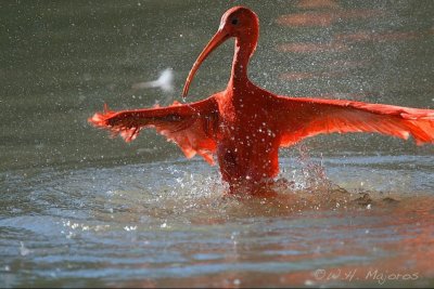 Scarlet Ibis