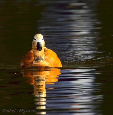 Shelduck-moonlight.jpg