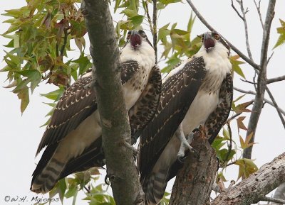 Singing Ospreys