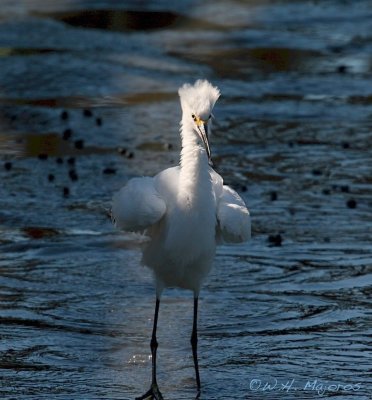 Snowy Egret