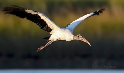 Wood Stork