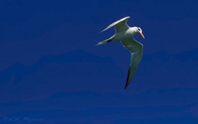 tern