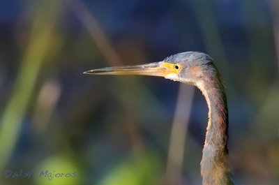 Tri-colored Heron