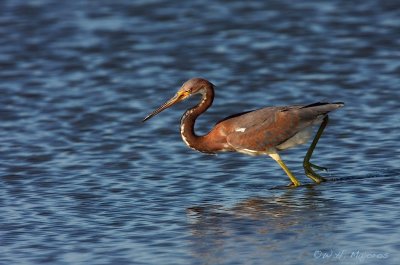 Tri-colored Heron