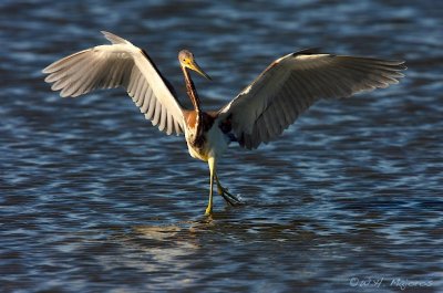 Tri-colored Heron